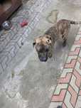 Câine Presa Canario