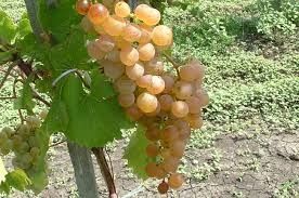 Butași de vita de vie de anul 3