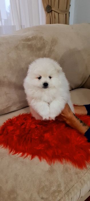 Mascul pomeranian