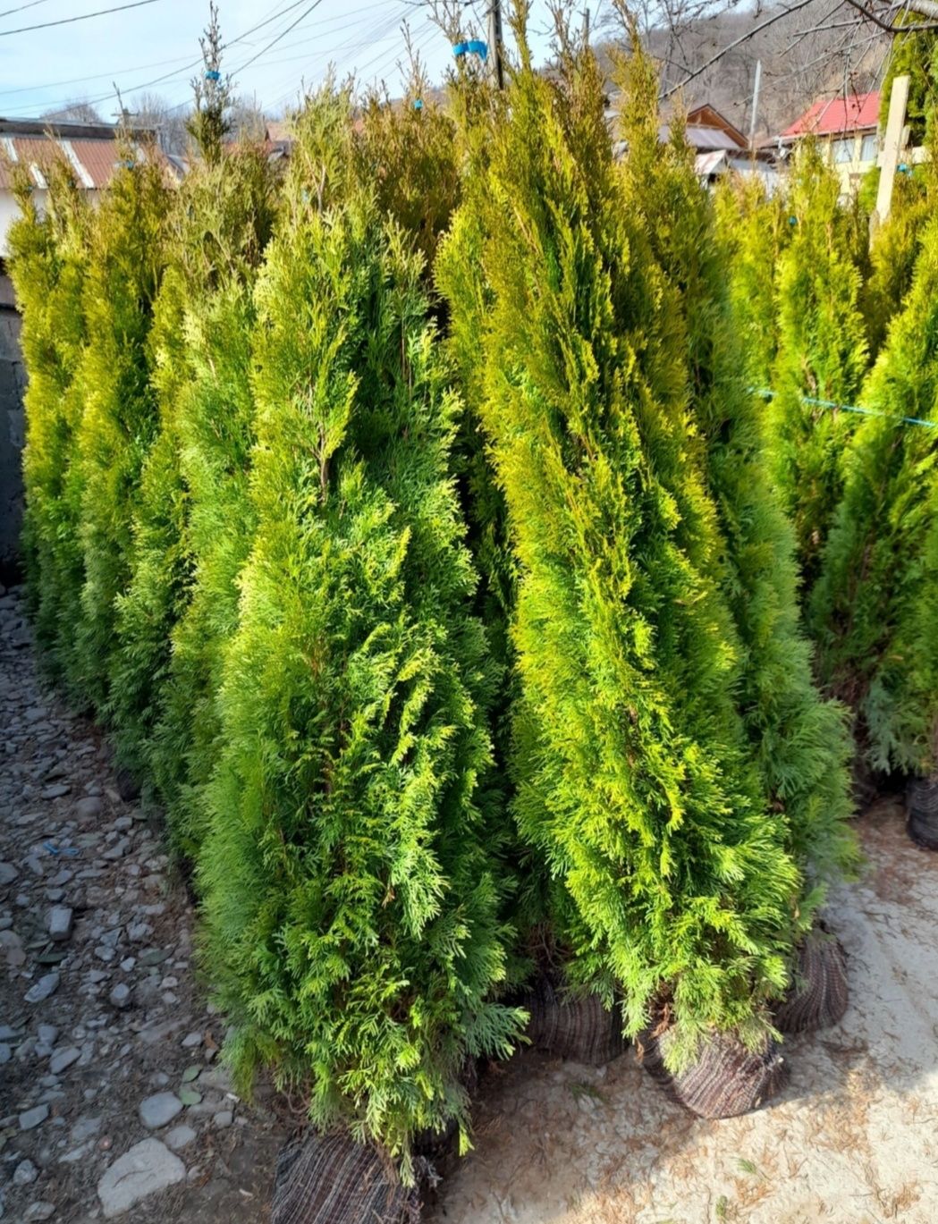 Vand thuja Smarald, thuja columnaris, thuja Leylandii, ilex