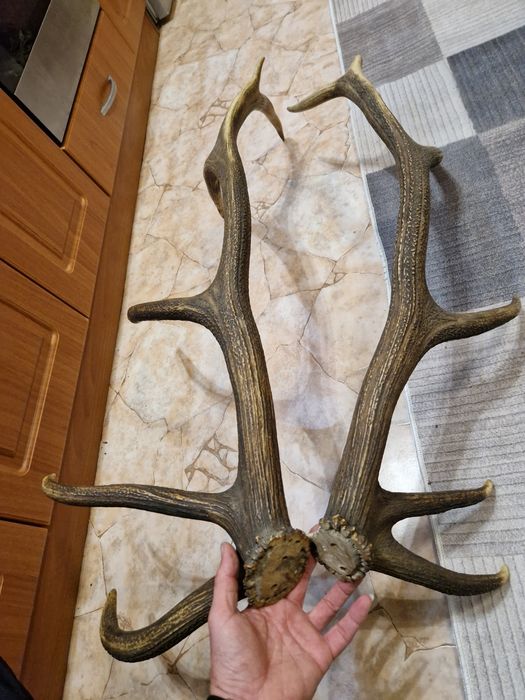 рога от елен / трофей /