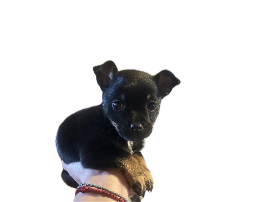 Чихопинчер бебета