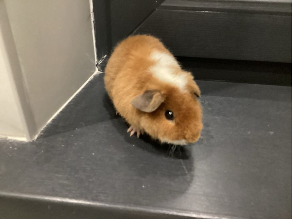 Морская свинка продается!!!