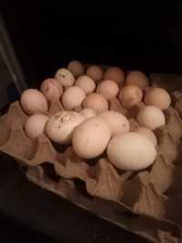 Продам инкубационные яйца адлерская серебристая