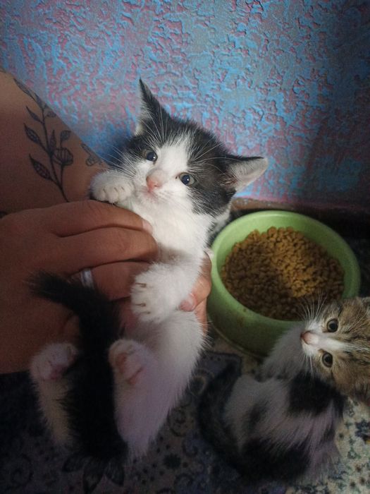 отдам котя в нужные руки)))