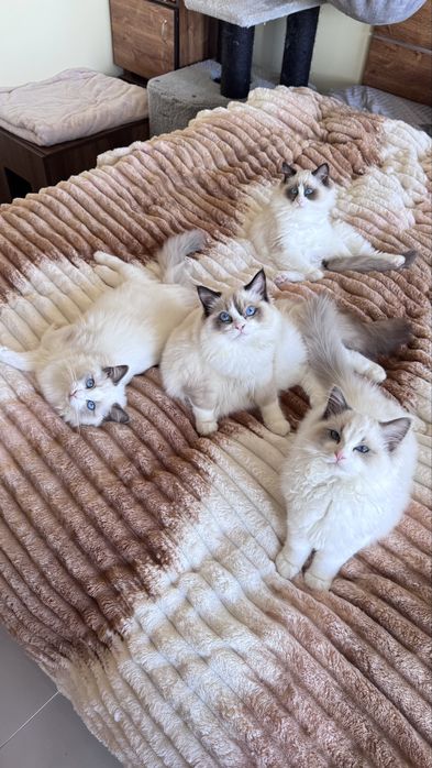 Регдол котенце търси своето семейство!