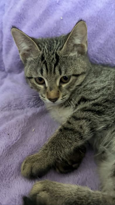 Игривые Котята Девочки и Мальчики