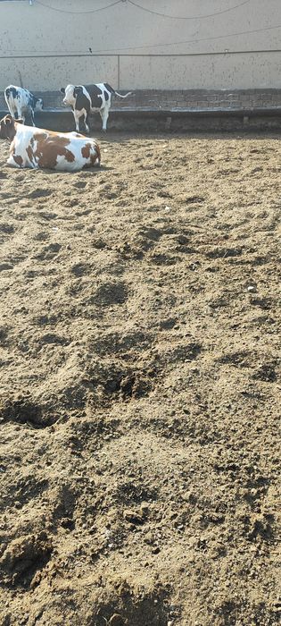 Mol goʻngi quritilgan бесплатно