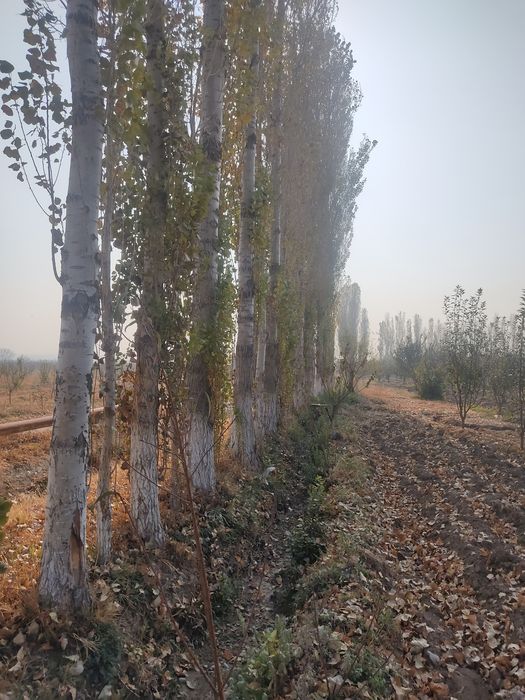 Терак сотилади 13 йиллик