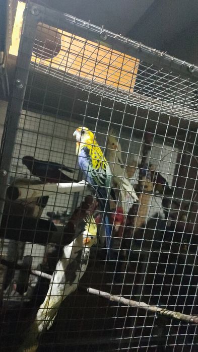 Papagali nimfe și micul  și marele Alexander baraband  peruși rosela a