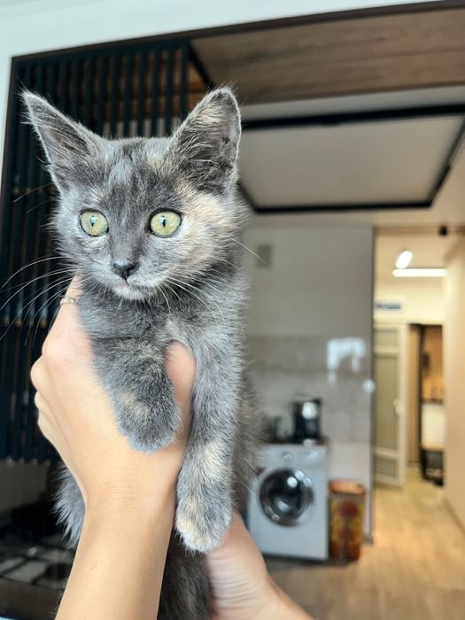 Котенок в добрые руки