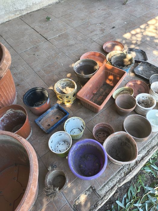 Много саксии употребявани