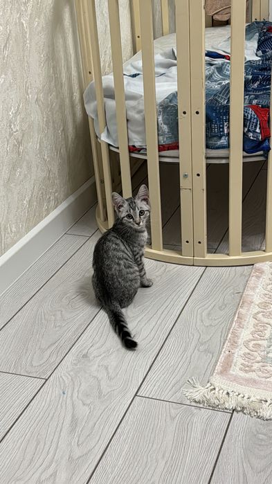 Помогите пристроить кошечку