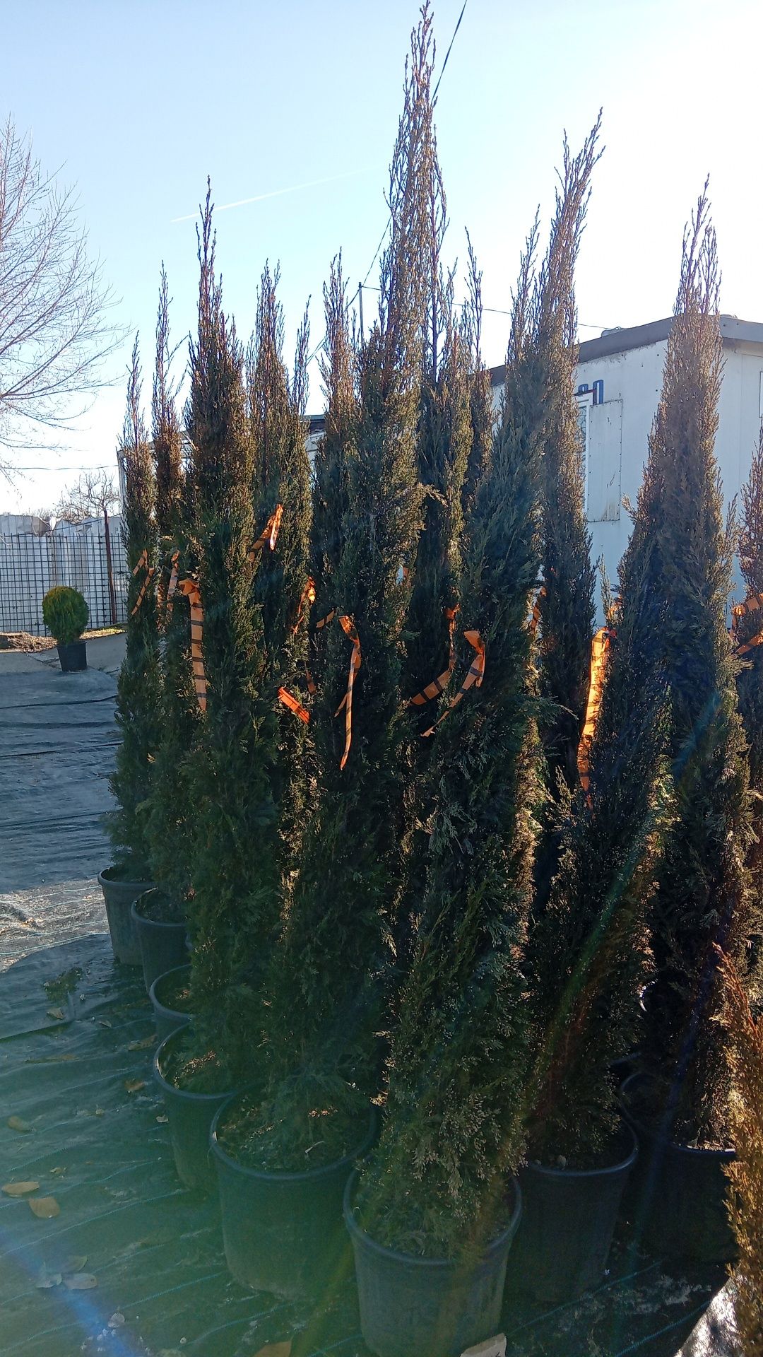 Rulouri de gazon plante ornamentale decorative