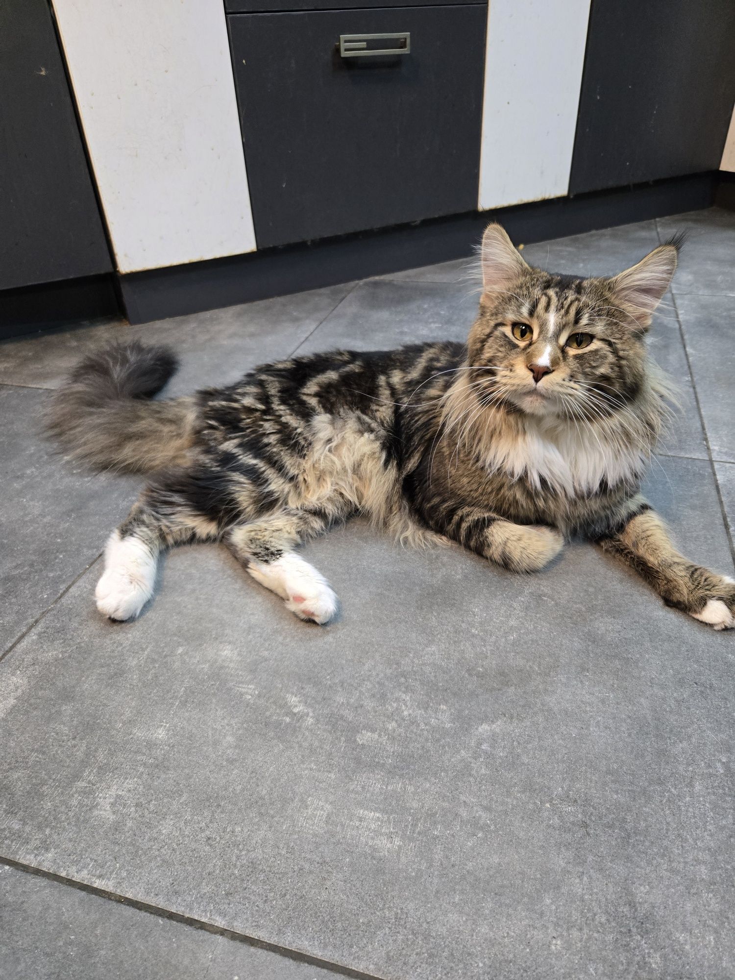 Мейн куун, Мейн кун, Maine Coon