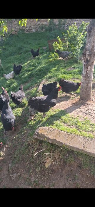 Vând australorp negru albastru splash