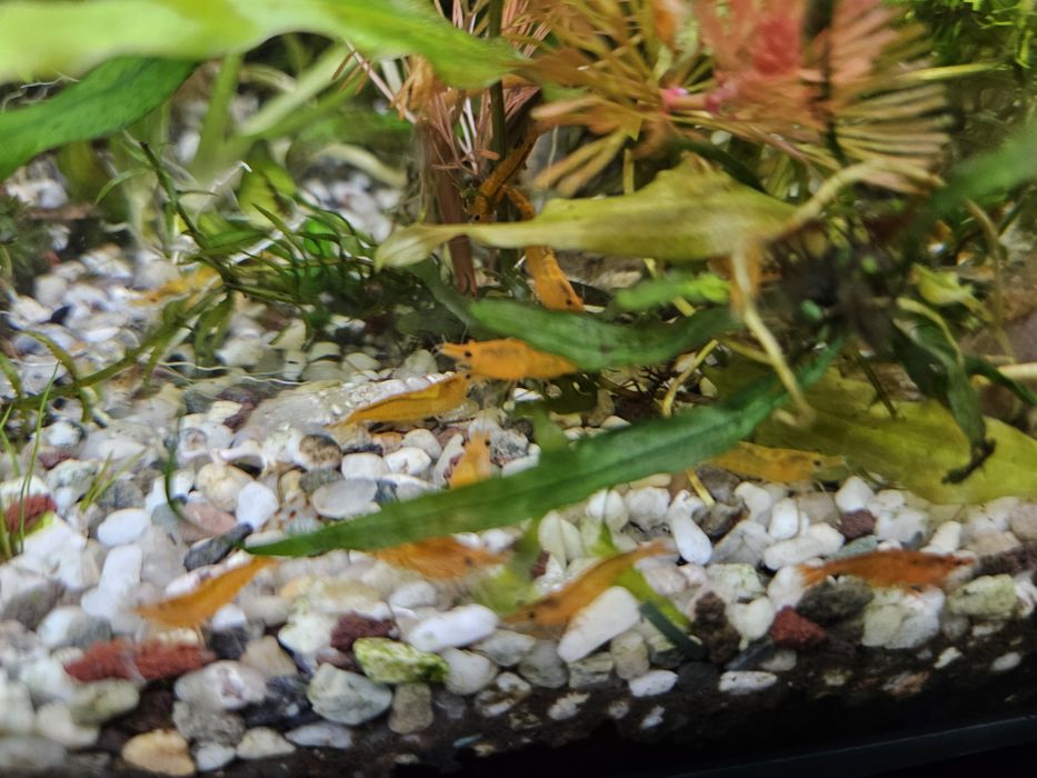 Creveti acvariu neocaridina