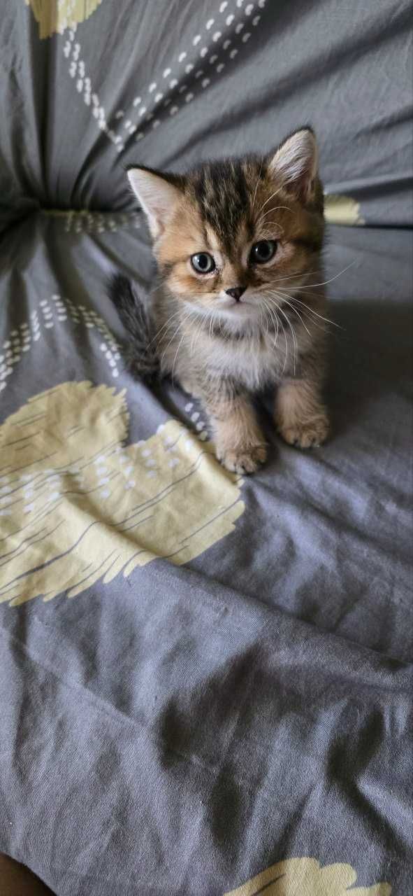 Britan shinshila mushiklari , котята шиншиллы чистокровные