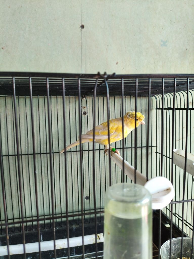 Kanareyka nar limon chubatiy