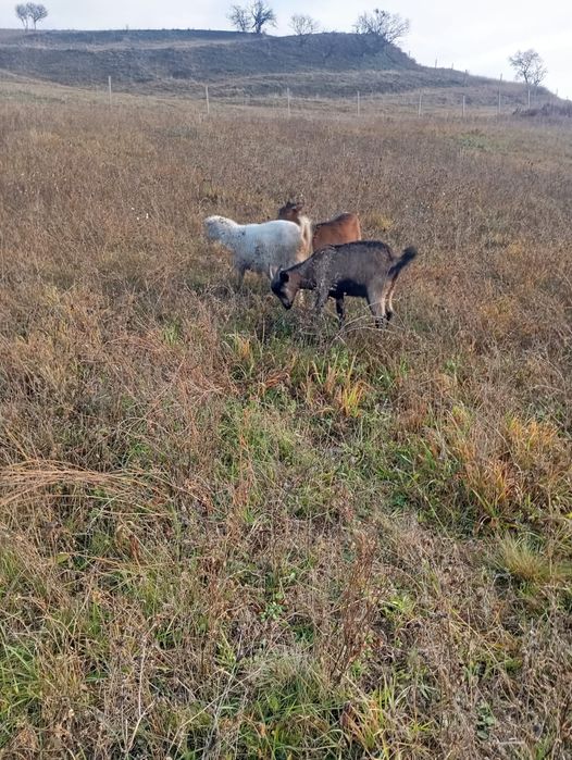 2 capre și țap șut