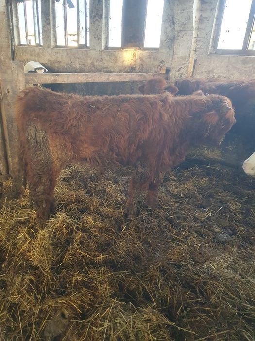 Vand vitei masculii..