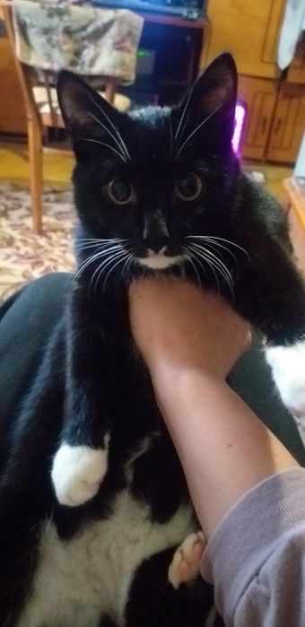 Кот 4 месяца  отдам в хорошие руки