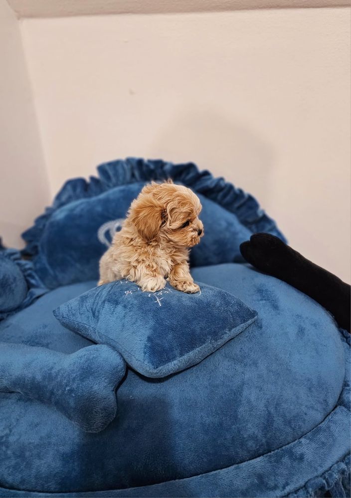 Pui de maltipoo adorabil