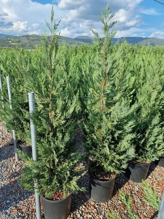 Tuia (tuja) smarald leylandi magnoli prunus  livram in toata tara