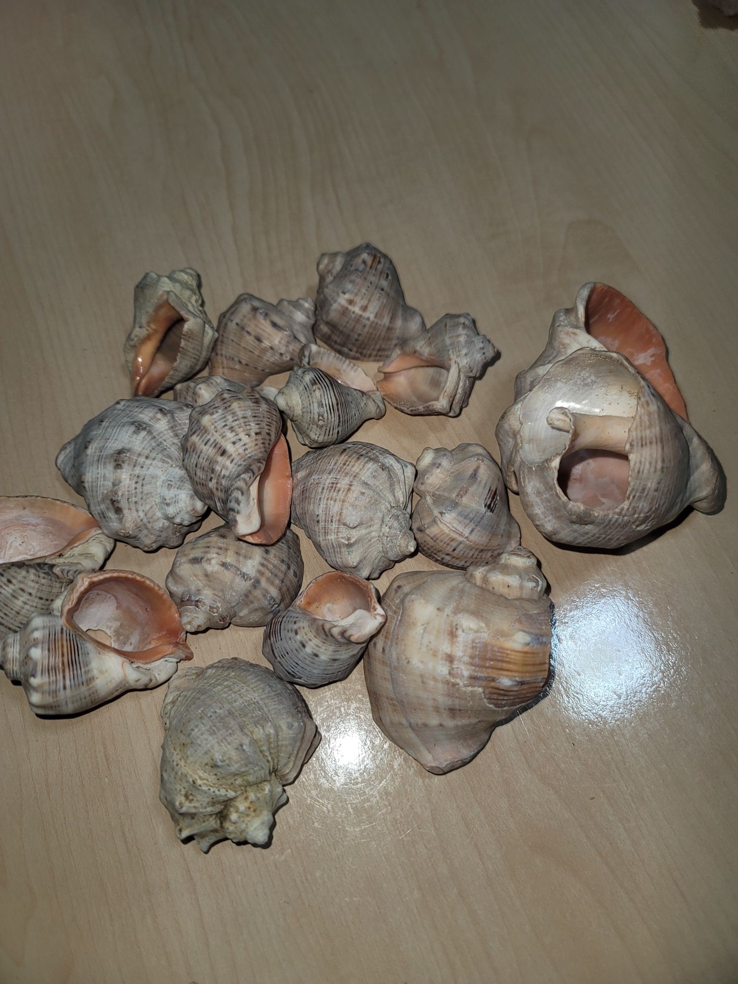 Морские ракушки из чёрного моря Qora dengiz chiganogi