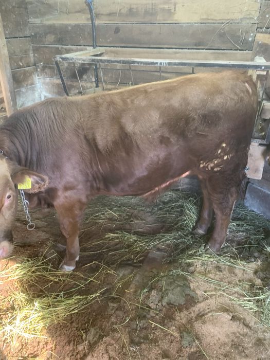 Vand 2 taurasi angus