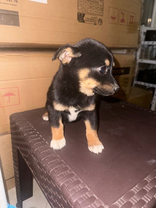 Женски пинчер 2 месеца