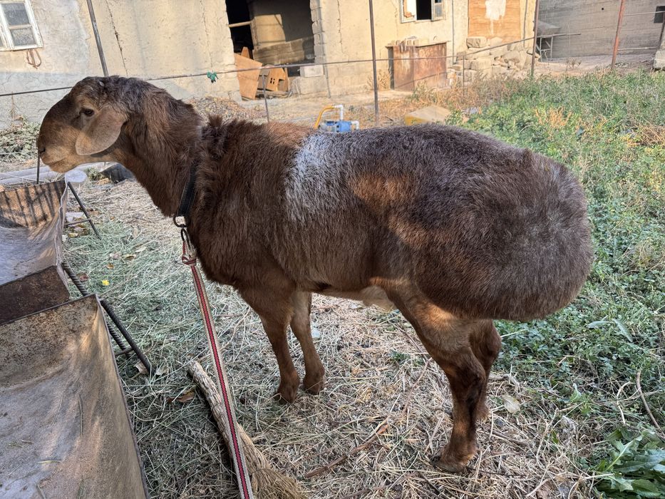 Zotdor sog’lom qo’chqor sotiladi, 2tish yeb ichishiga javob
