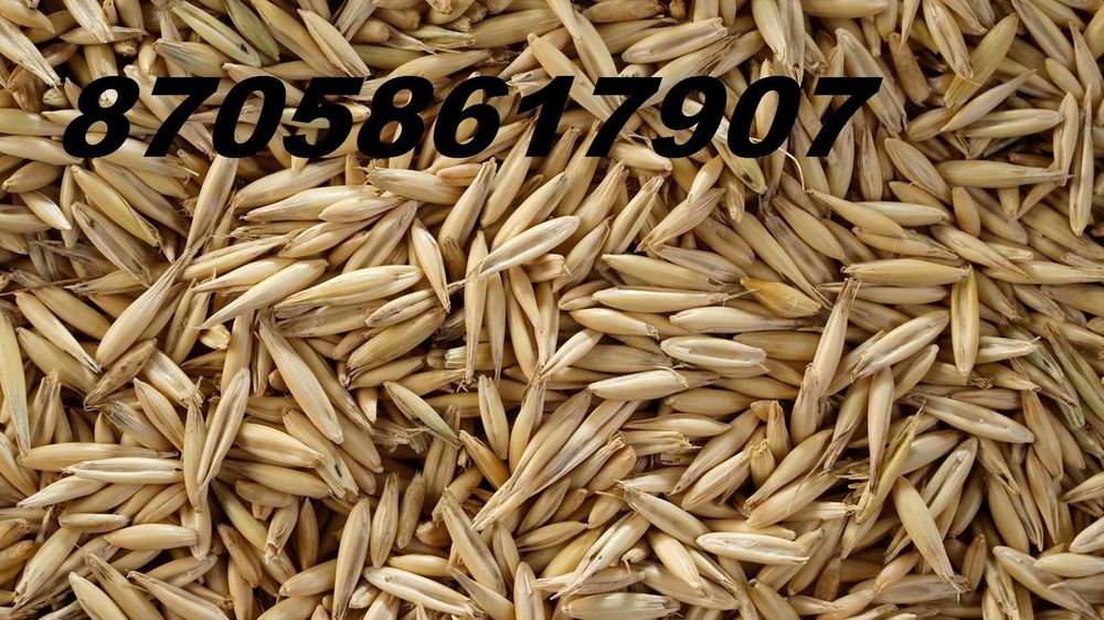 Продам Овёс  Зерносмесь  от 8 тонн с доставкой телефон на фото