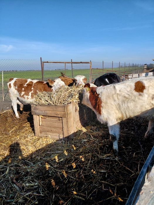 Vând  patru vitele baltate
