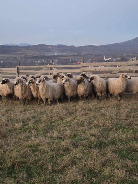 Vand 20 de oi tinere bune de tinut