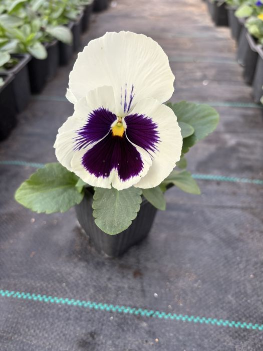 Едроцветни теменужки