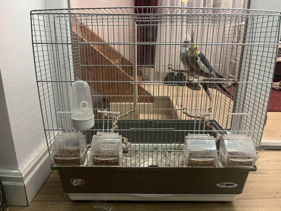 Vand papagali Nimfe + cusca