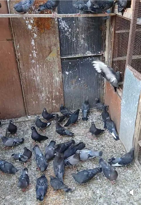Пазарджишки гълъби