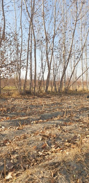 Терак калифорния