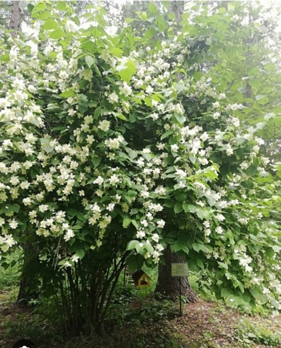 Жасмин (чубушник) саженцы