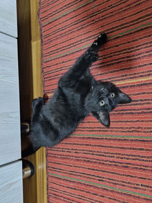 Отдам котёнка в хорошие руки