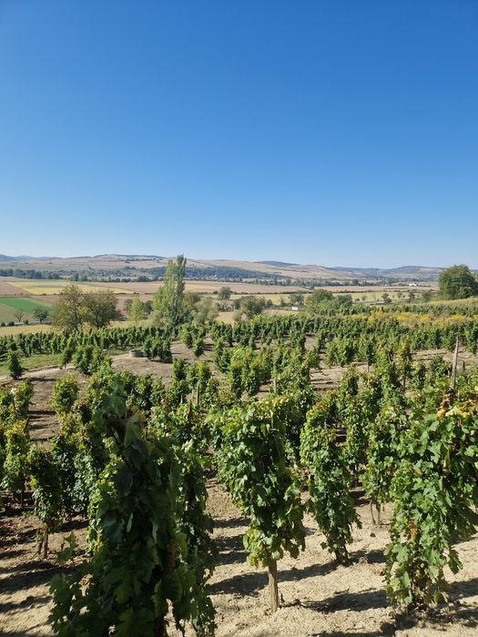 Struguri și vịn alb demisec de Târnava