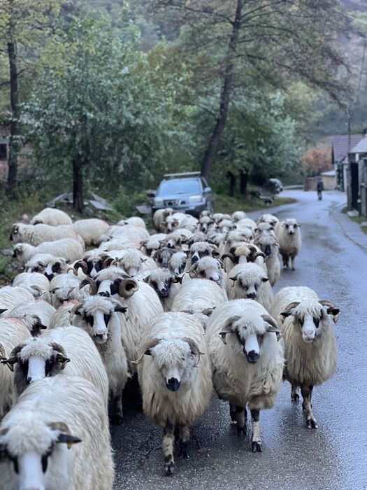 Vând 65 de oi , si 6 berbeci