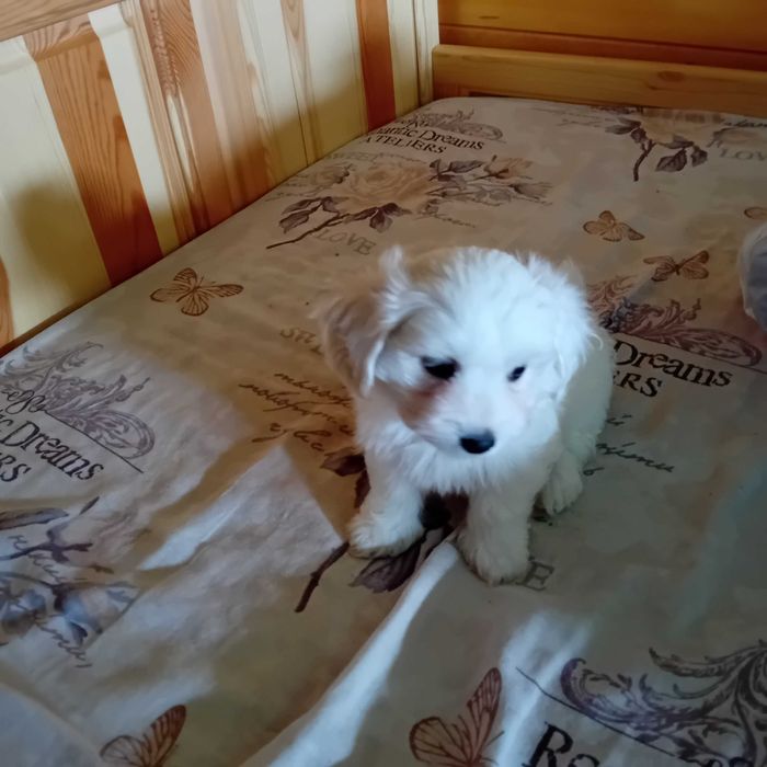Малтийска болонка