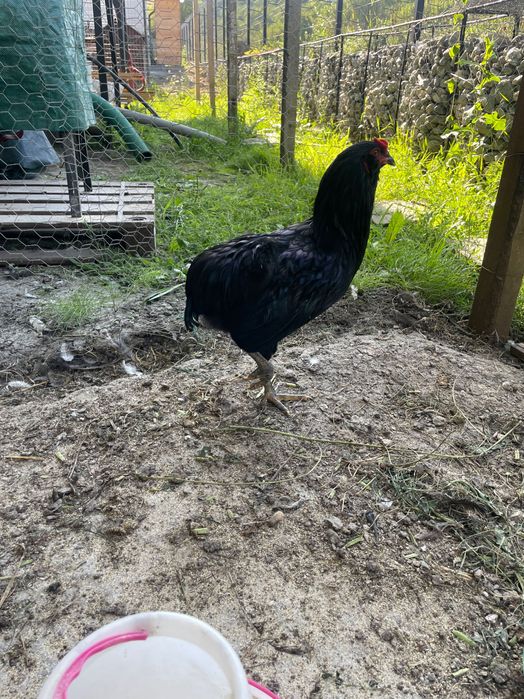 Cocos Araucana negru, pur, 6 luni