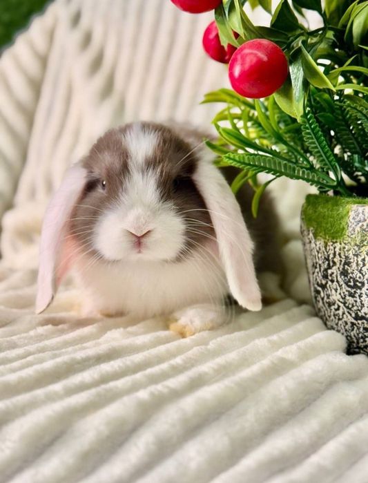 Quyon. Кролик
Tug'ilgan kun, sovg'a va xonadonda boq