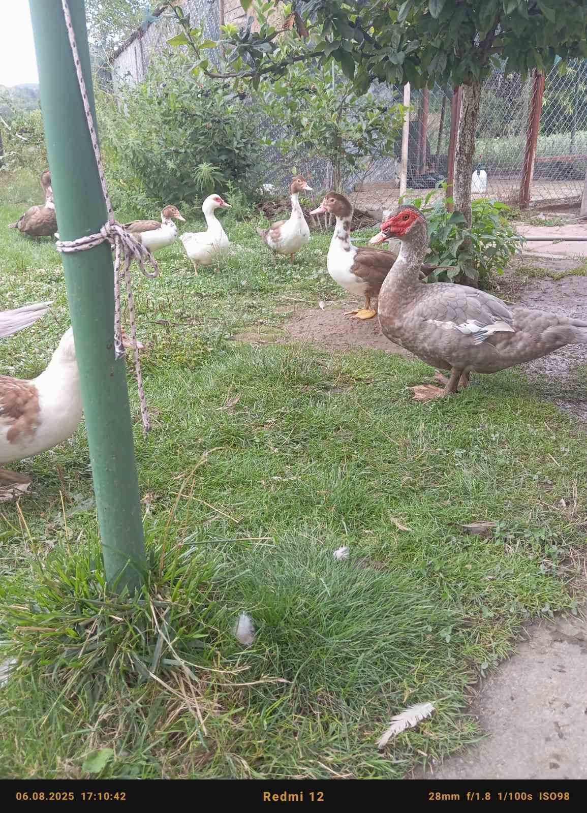 Продавам пауни,неми патици и джинки