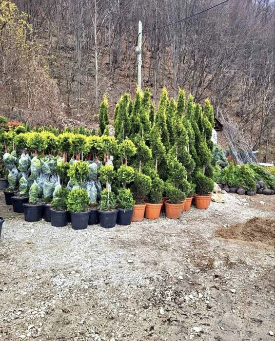 Garden Devis | Cele mai calitative Plante Ornamentale