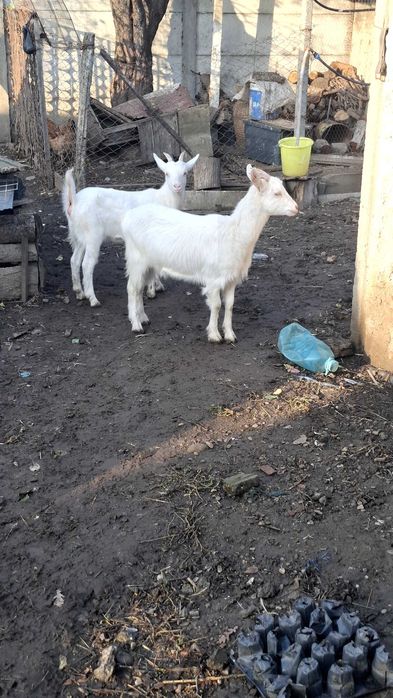 Iede sane de prasila