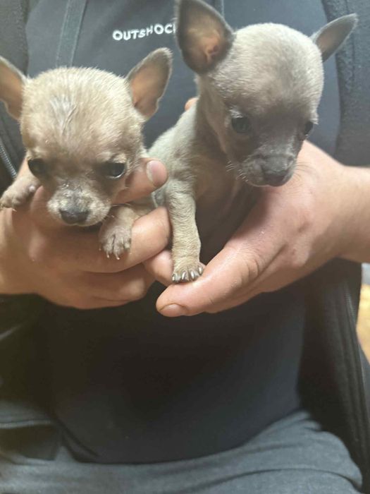 Чихуахуа {Родени на 09.09.2025}